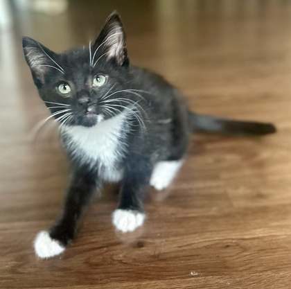 Kristoff