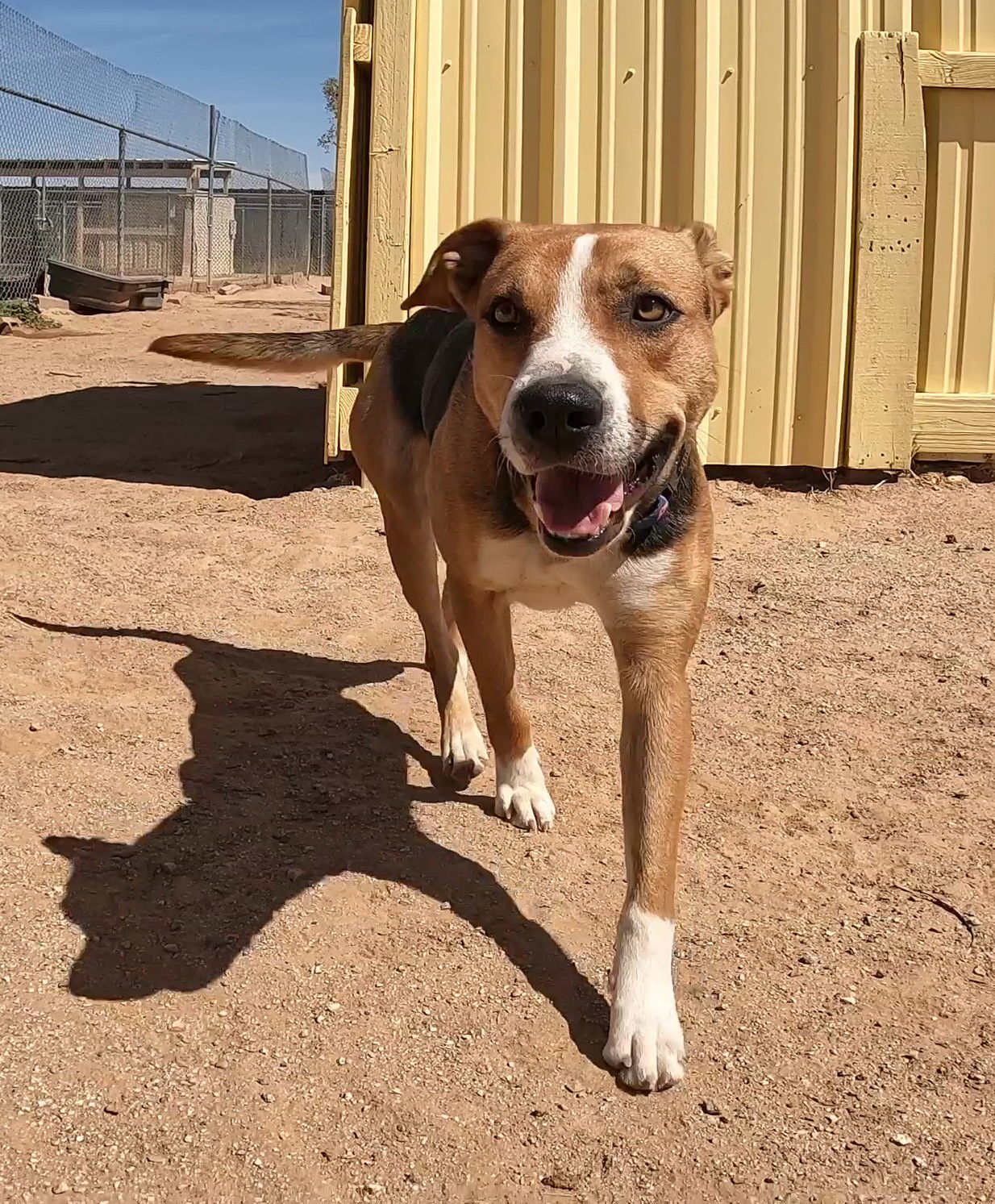 Rhea, an adoptable Foxhound in Queen Creek, AZ, 85142 | Photo Image 1