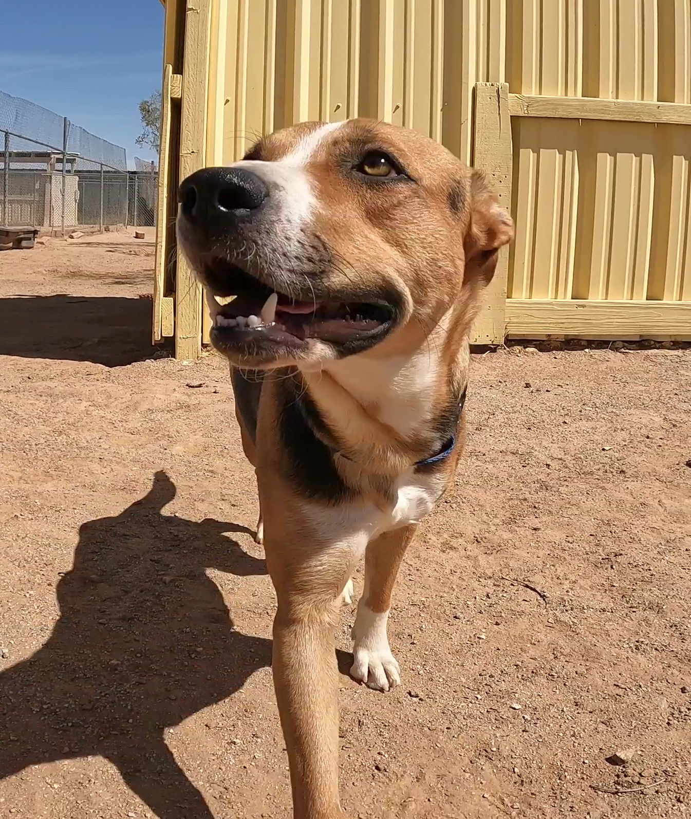 Rhea, an adoptable Foxhound in Queen Creek, AZ, 85142 | Photo Image 2