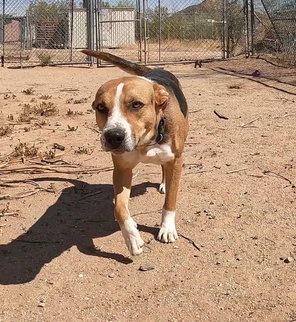 Rhea, an adoptable Foxhound in Queen Creek, AZ, 85142 | Photo Image 3