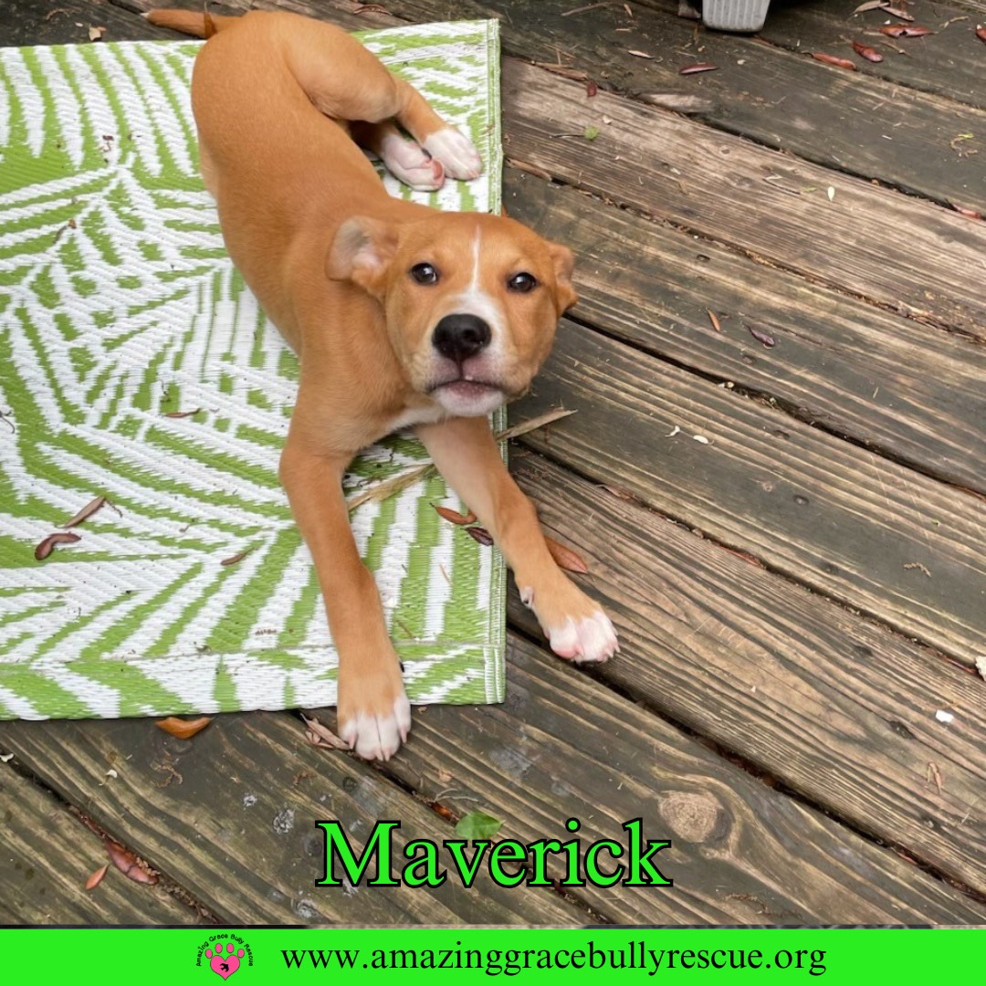 Maverick