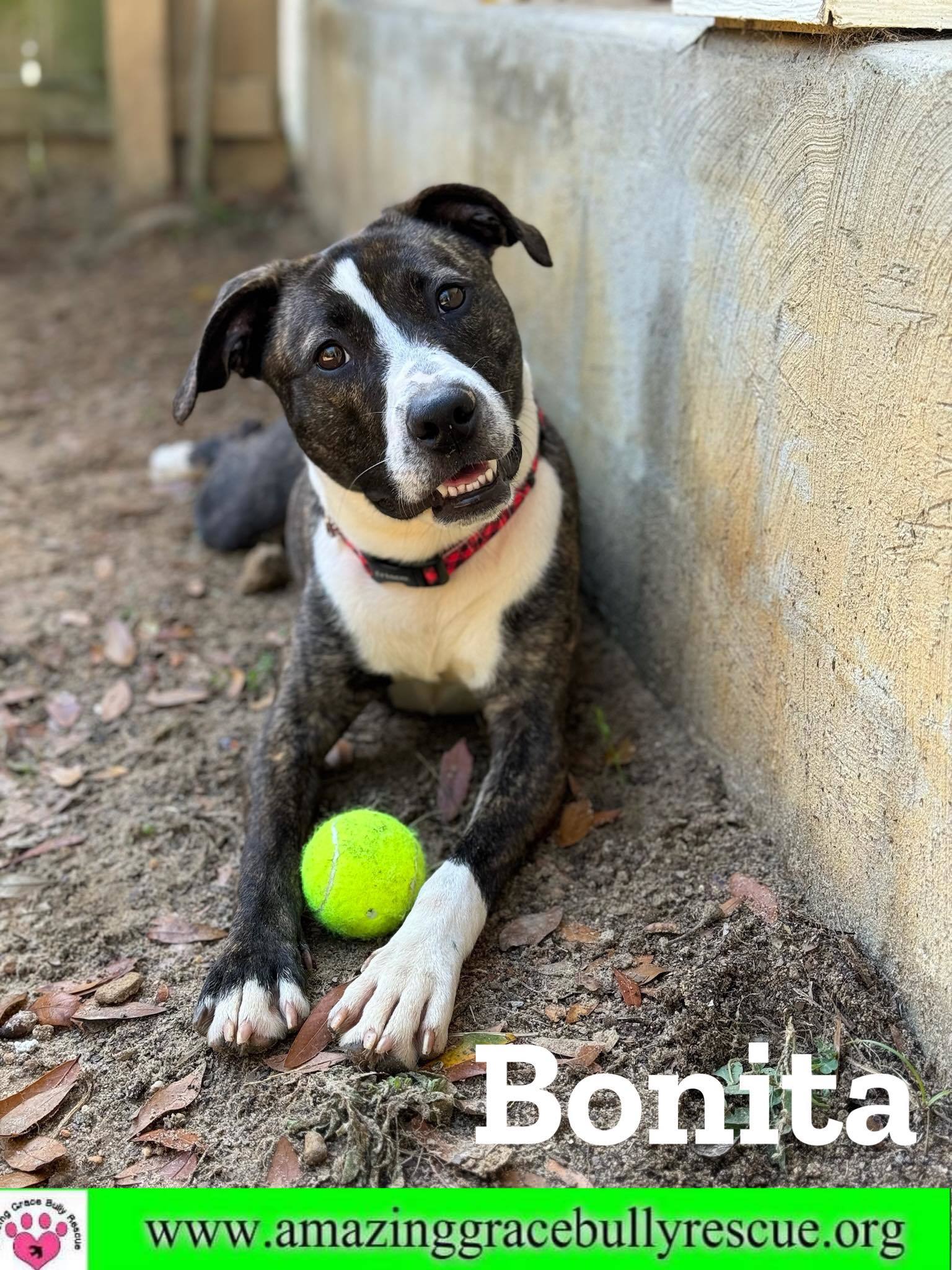 Bonita fka Kavala