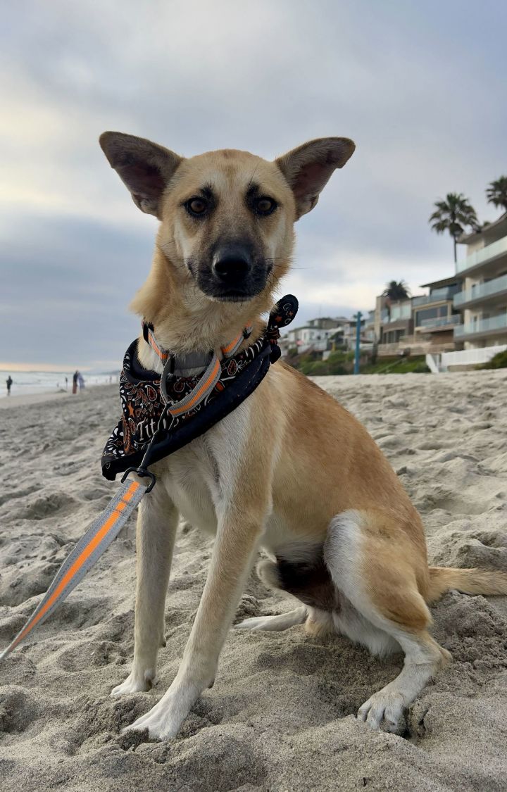 Vinnie 1