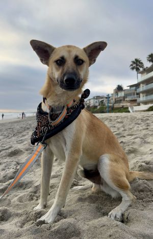 Vinnie, Adult Male unknown