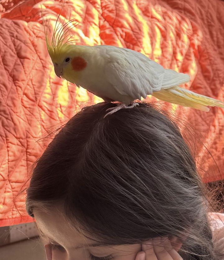 Little Bird 1