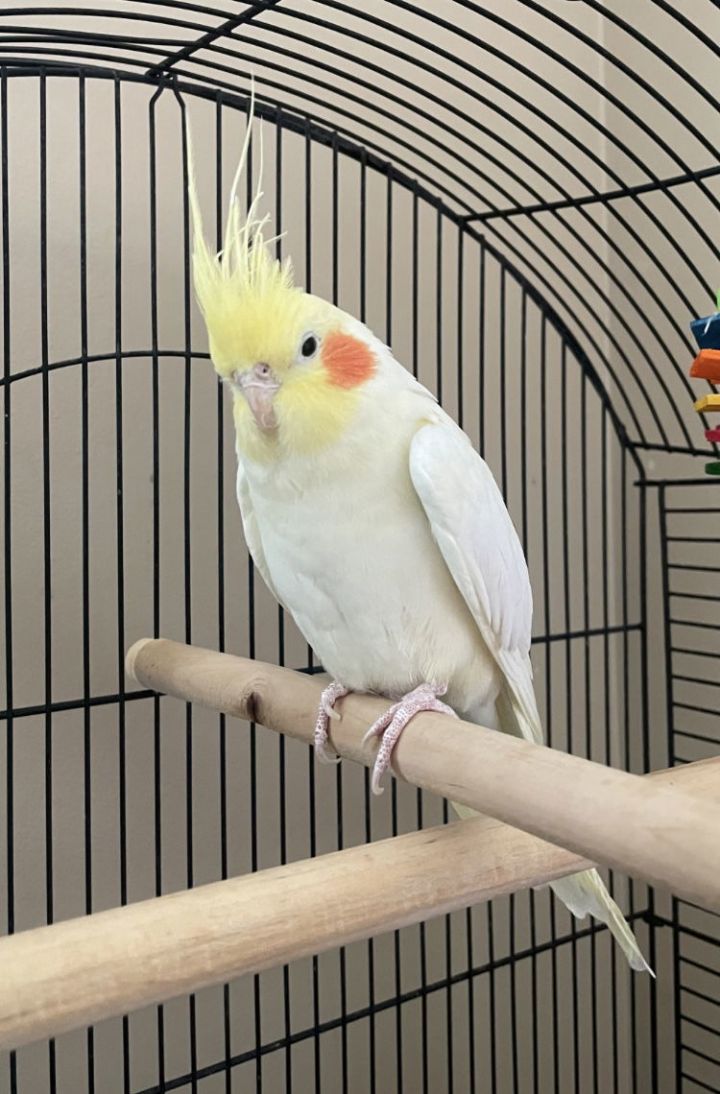 Little Bird 2