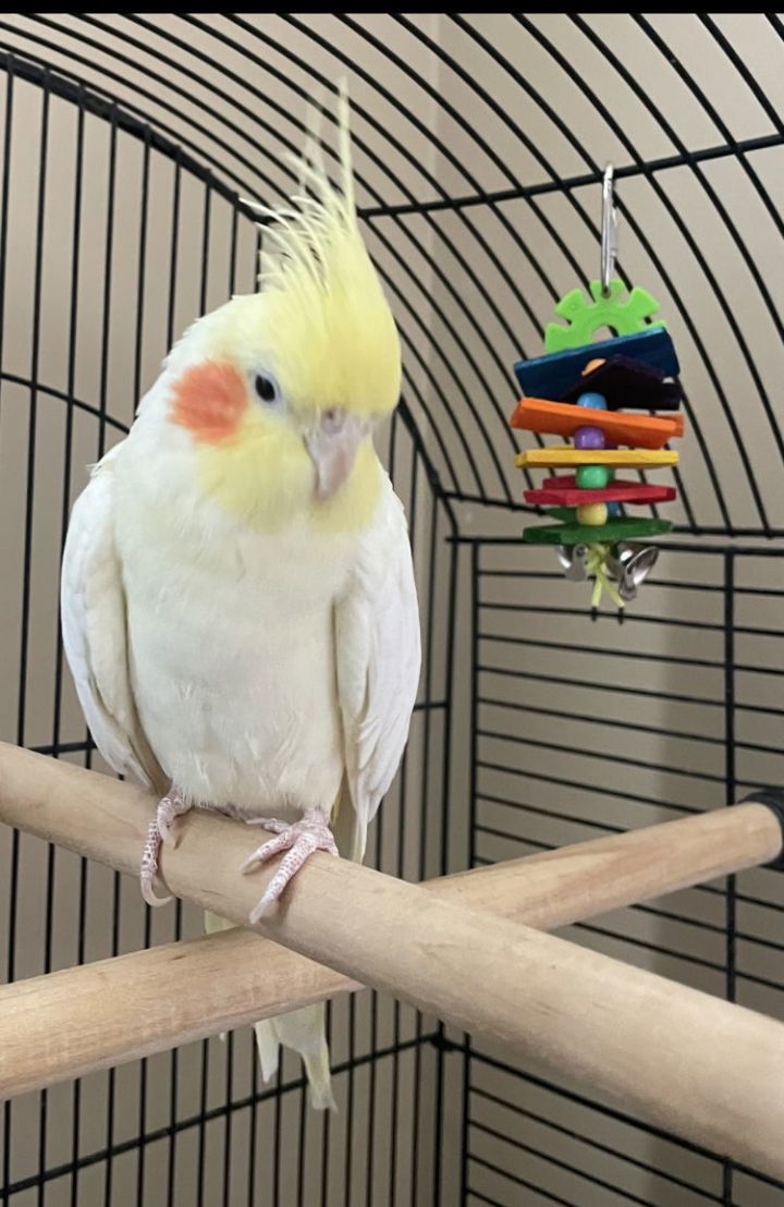 Little Bird 3