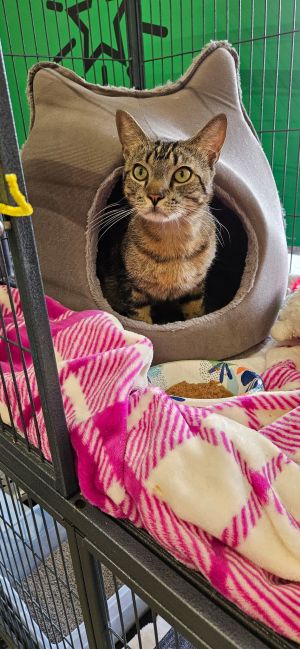 Tiger, Young Male Domestic Short Hair