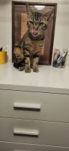 Tiger photo 2