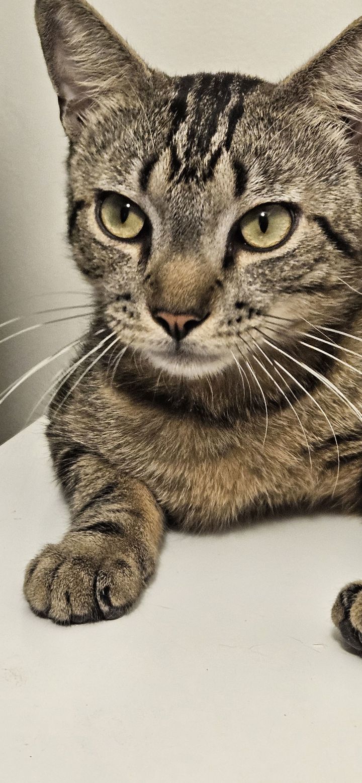 Tiger 3