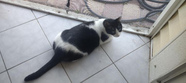 Oreo 1