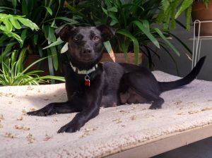 All of our dogs are spayedneutered shots current DHPP Bordetella and Rabies where applicable d