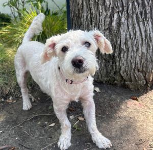 All of our dogs are spayedneutered shots current DHPP Bordetella and Rabies where applicable d
