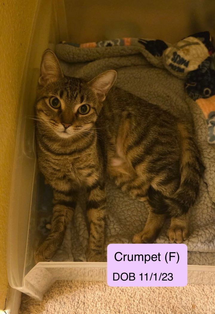 Crumpet 1