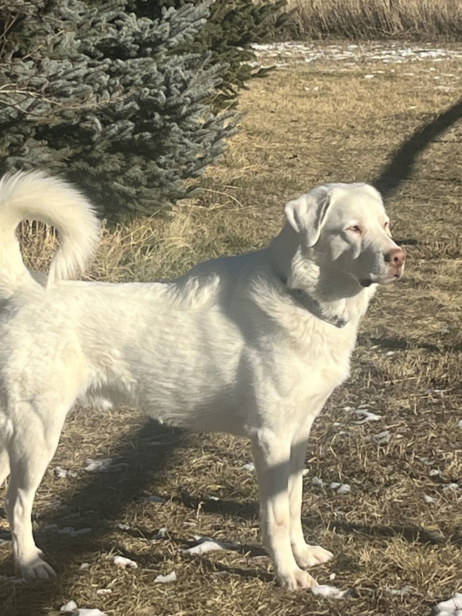 Albi, an adoptable Akbash, Great Pyrenees in Bountiful, UT, 84010 | Photo Image 1