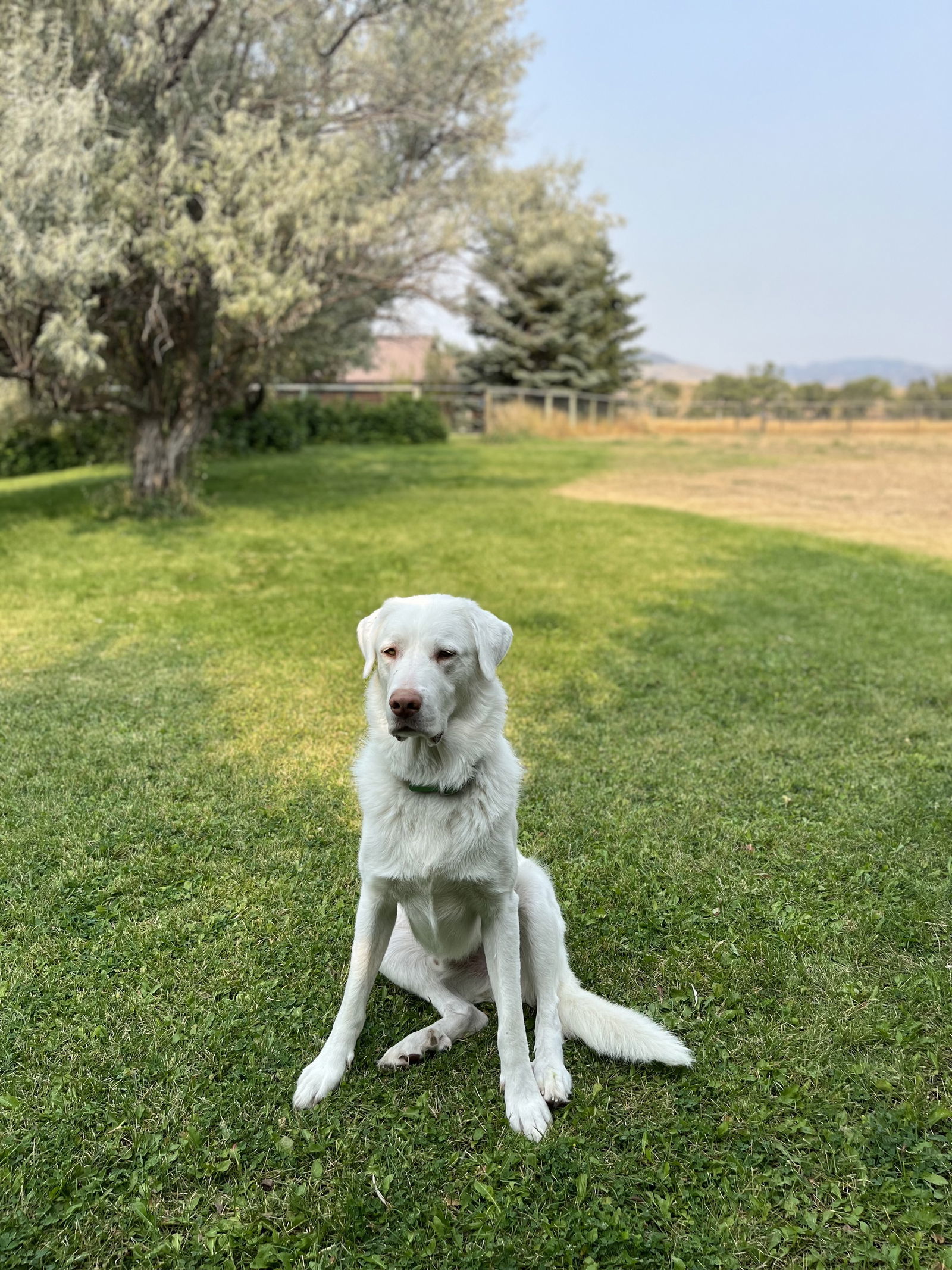 Albi, an adoptable Akbash, Great Pyrenees in Bountiful, UT, 84010 | Photo Image 2