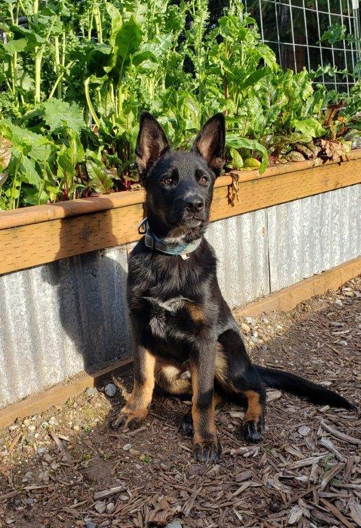 Scout