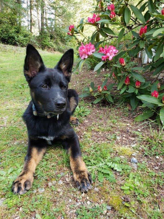 Scout