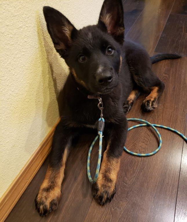 Scout