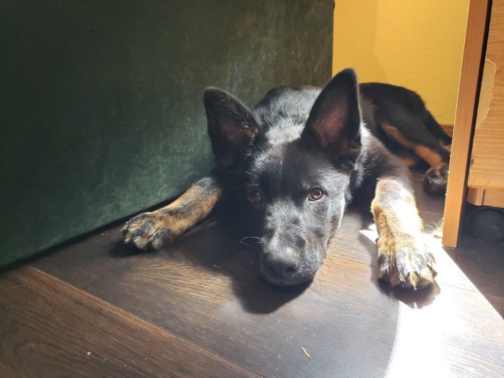Scout