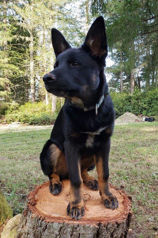 Scout