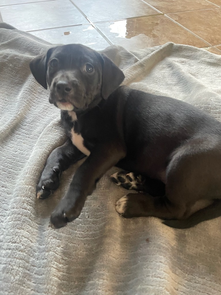 Ella