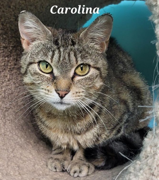 Carolina