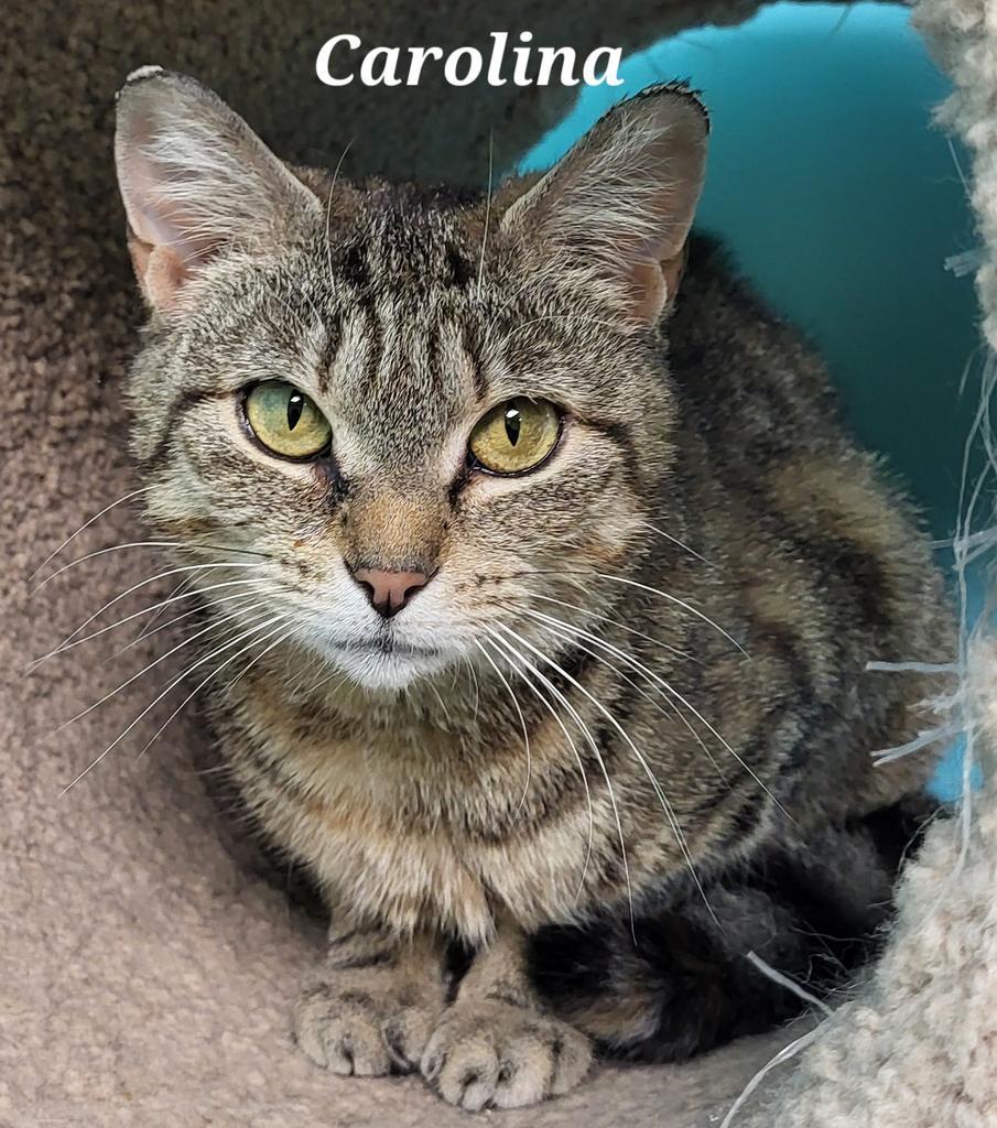 Carolina