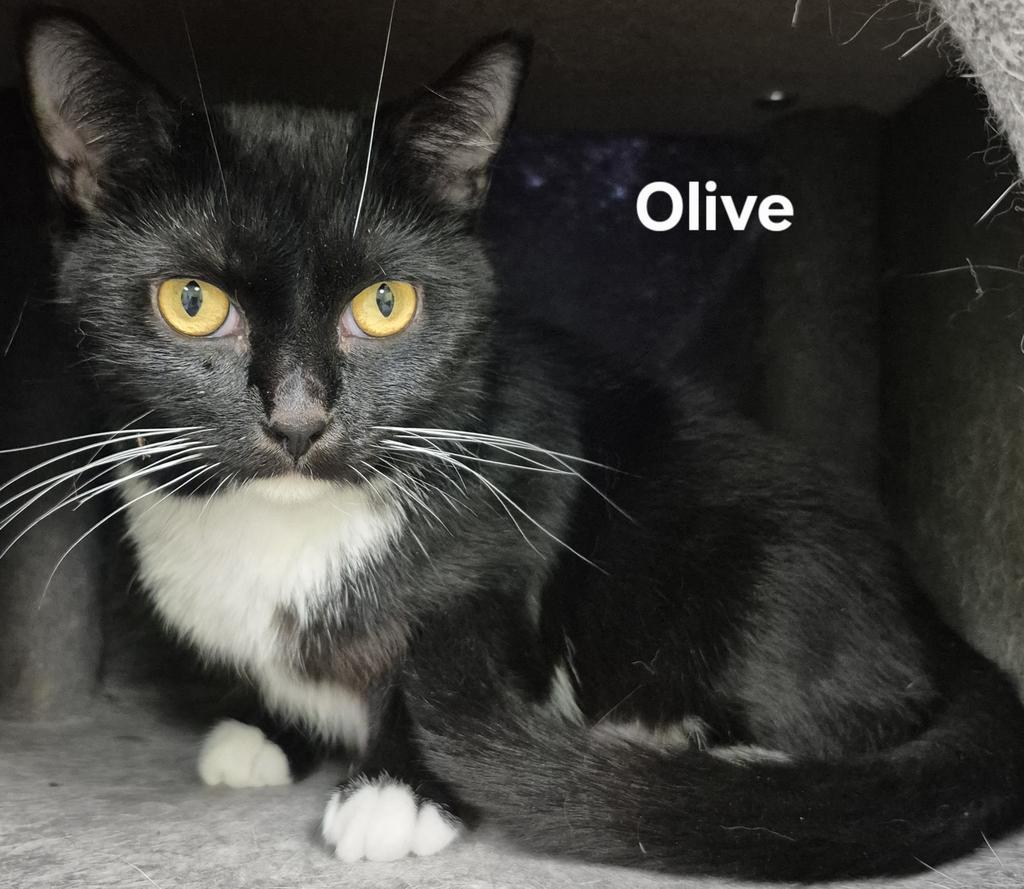 Olive
