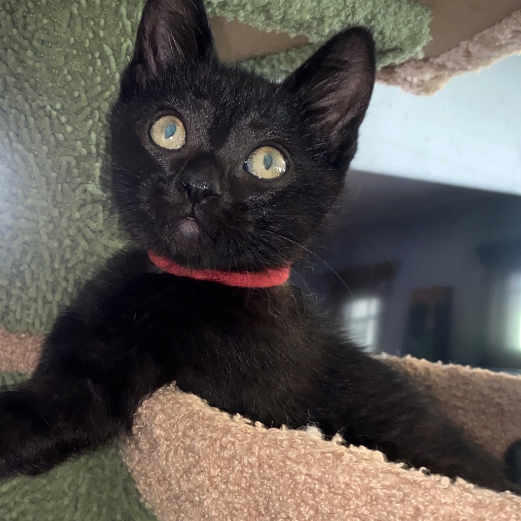 Majorie, an adoptable Domestic Short Hair in Wichita, KS, 67208 | Photo Image 1