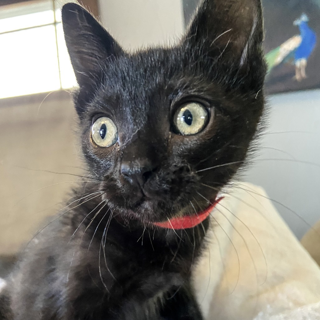 Majorie, an adoptable Domestic Short Hair in Wichita, KS, 67208 | Photo Image 2