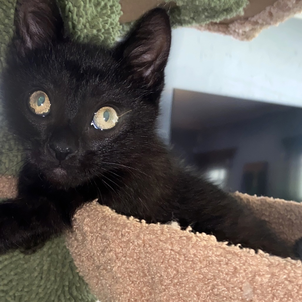 Majorie, an adoptable Domestic Short Hair in Wichita, KS, 67208 | Photo Image 3