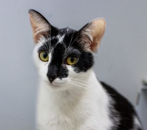 Sookie, Young Female Domestic Short Hair