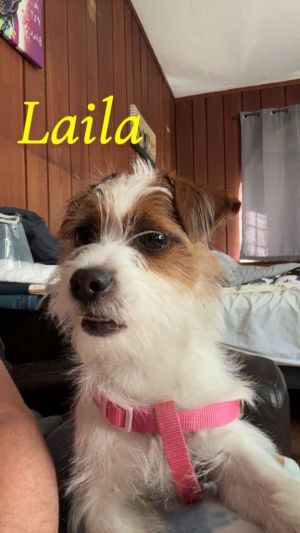 Laila Jack Russell Terrier Dog