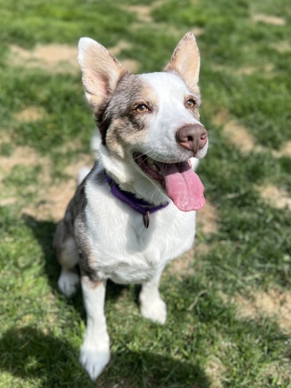 Tracker, an adoptable Australian Shepherd, Mixed Breed in Rhinelander, WI, 54501 | Photo Image 1