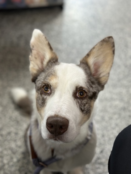 Tracker, an adoptable Australian Shepherd, Mixed Breed in Rhinelander, WI, 54501 | Photo Image 2