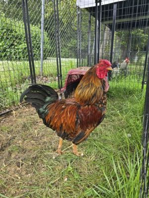 Todd, Adult Male Chicken