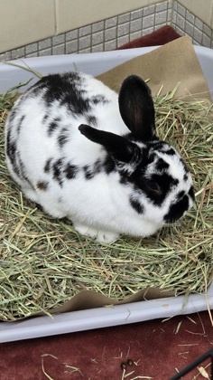 What my friends at Seattle Humane say about me The folks here are still learning about me Hiding p