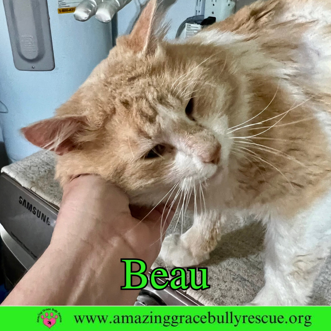 Beau
