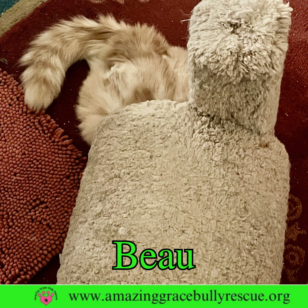 Beau