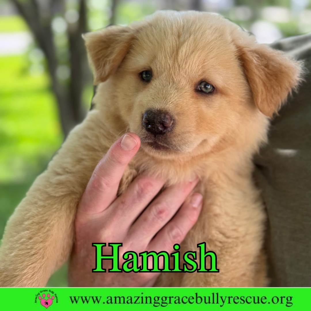 Hamish