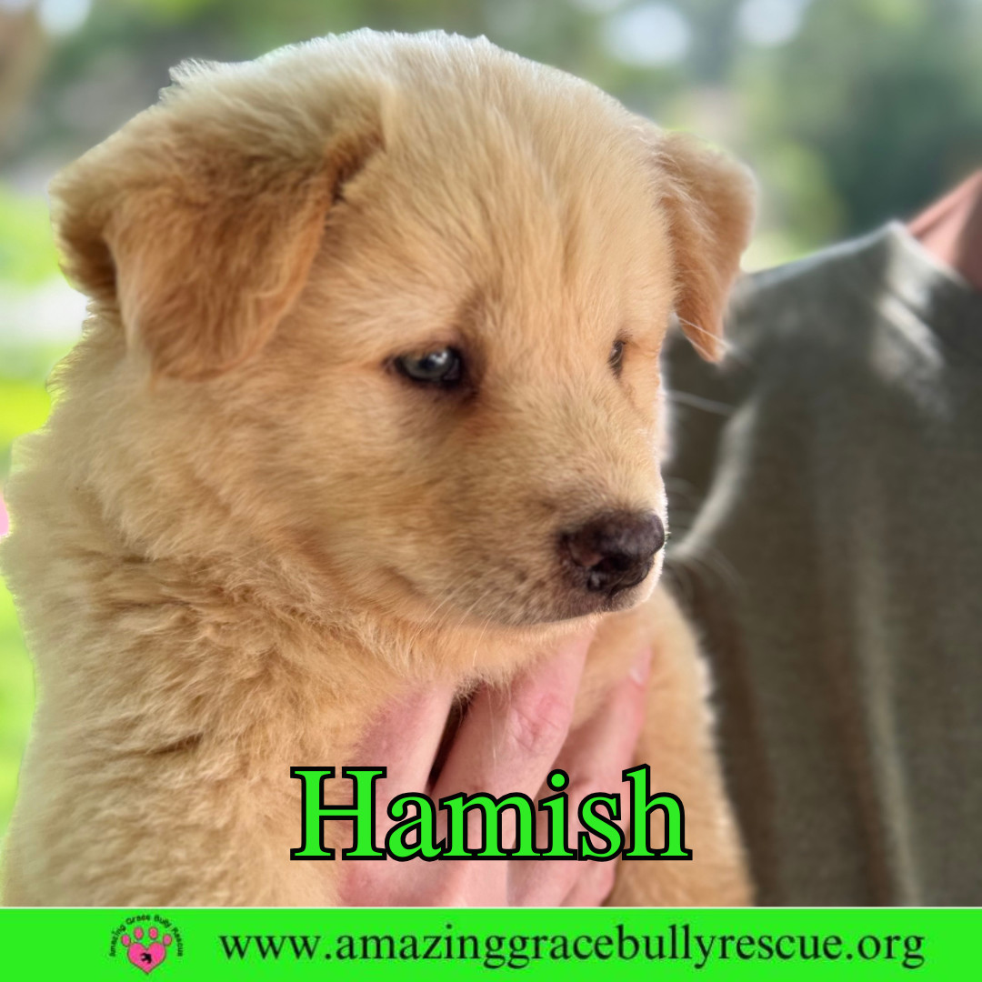 Hamish
