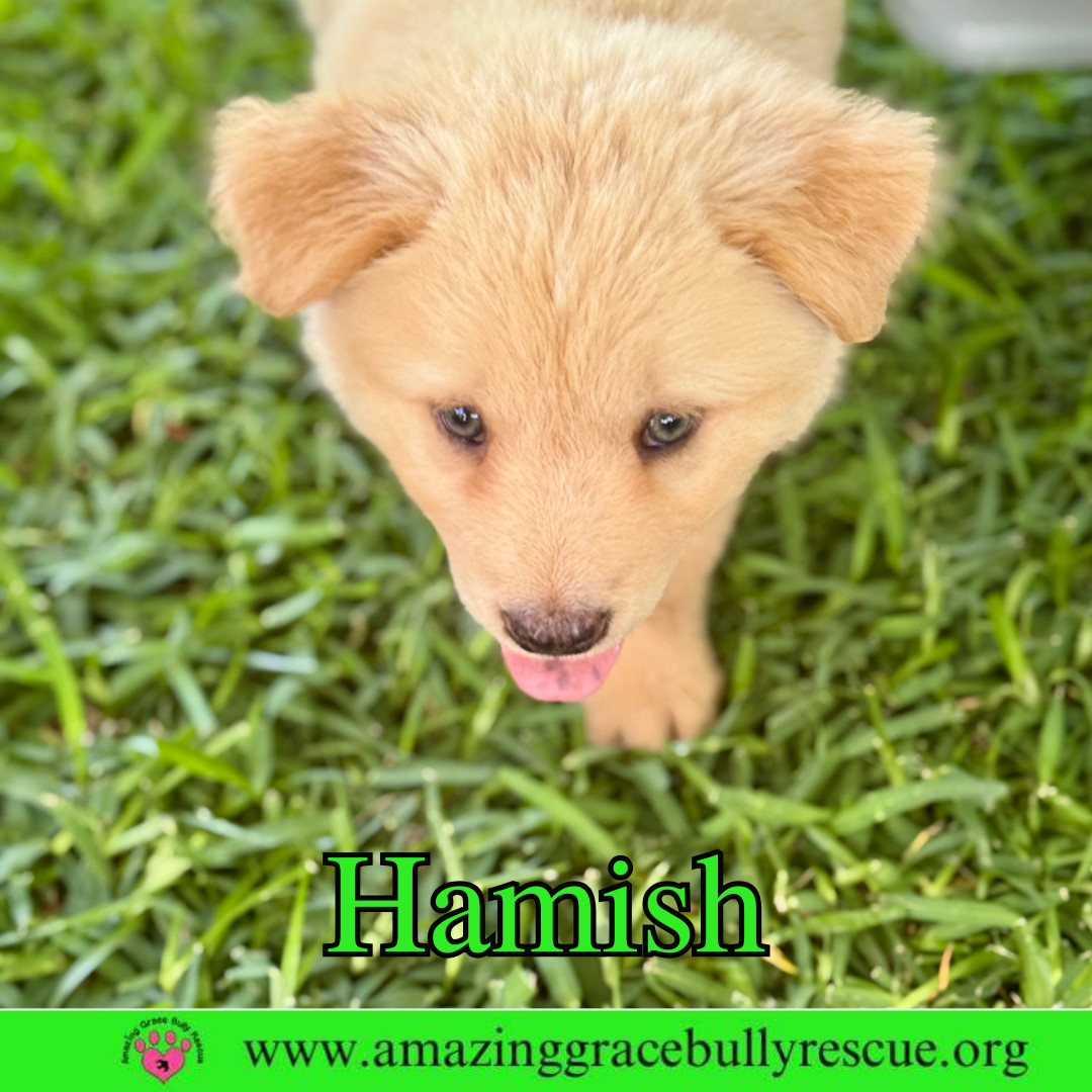 Hamish
