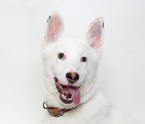 Hi Im Junie-a 4-month-old female Husky mix with a snowy white coat expressive