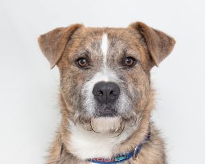 Hey there the names Murphy Im a 2 year old Large Terrier Cross and Im so excited to meet YOU