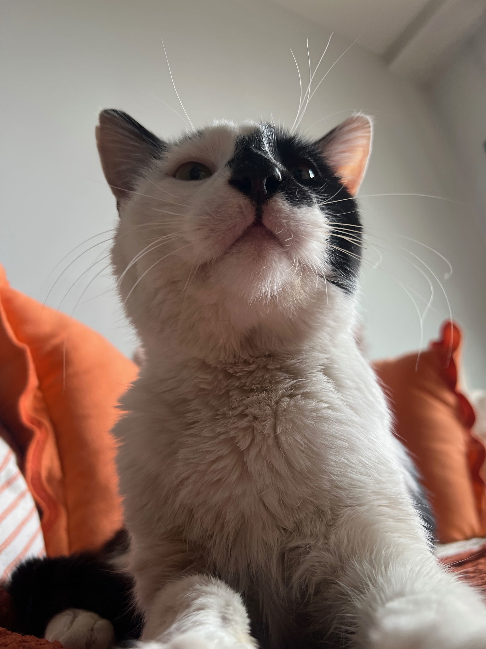 Luxardo