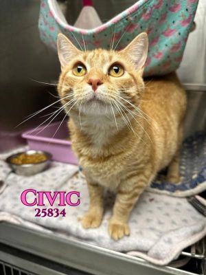 Meet Civic a female orange cat and real sweetheart She is super friendly and outgoing and just wan