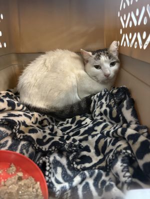 CLOVE, Adult Female Domestic Short Hair