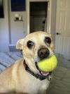 Rockie photo 3