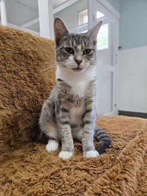 Tatiana, Young Female Domestic Short Hair